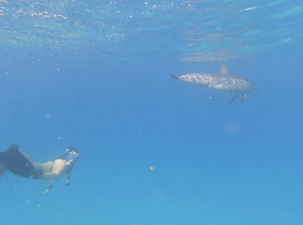 Freediver observing a dolphin from a respectful distance